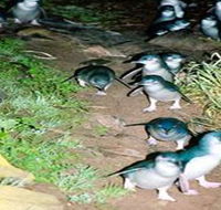 Penneshaw Penguin Centre - SA Accommodation