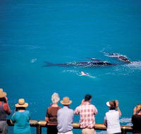 Whale Watching At Head Of Bight - SA Accommodation