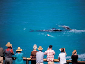 Whale Watching At Head Of Bight - SA Accommodation 0