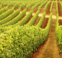 Schild Estate Wines - SA Accommodation