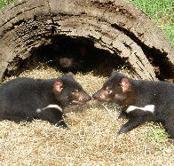 Wing's Wildlife Park - SA Accommodation