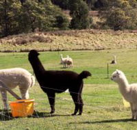 Maydena Country Cabins Accommodation  Alpaca Stud - SA Accommodation