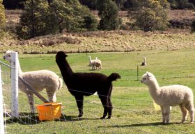 Maydena Country Cabins Accommodation & Alpaca Stud - SA Accommodation 0