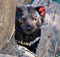 Trowunna Wildlife Sanctuary - SA Accommodation