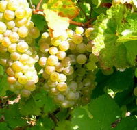 Winstead Vineyard - SA Accommodation