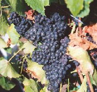 Darlington Vineyard - SA Accommodation