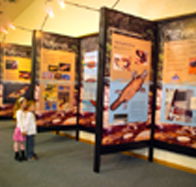 Platypus Experience - SA Accommodation
