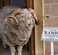 Tasmanian Wool Centre - SA Accommodation