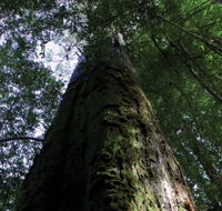 Styx Big Tree Reserve - SA Accommodation