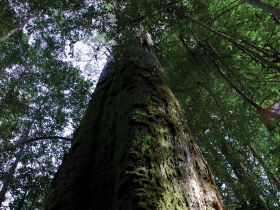 Styx Big Tree Reserve - SA Accommodation 0