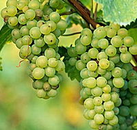 TP Vineyards - SA Accommodation