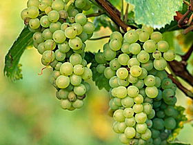TP Vineyards - SA Accommodation 0