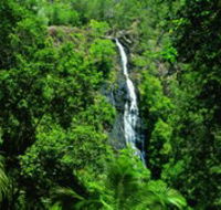 Kondalilla National Park - SA Accommodation