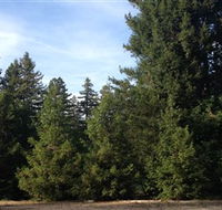 Pialligo Redwood Forest - SA Accommodation