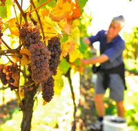 Native Point Wines - SA Accommodation