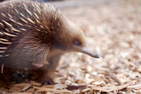 Bonorong Wildlife Sanctuary - SA Accommodation 5