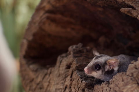 Bonorong Wildlife Sanctuary - SA Accommodation 6