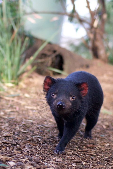 Bonorong Wildlife Sanctuary - SA Accommodation 7