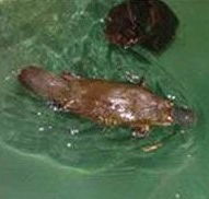 Platypus House - SA Accommodation