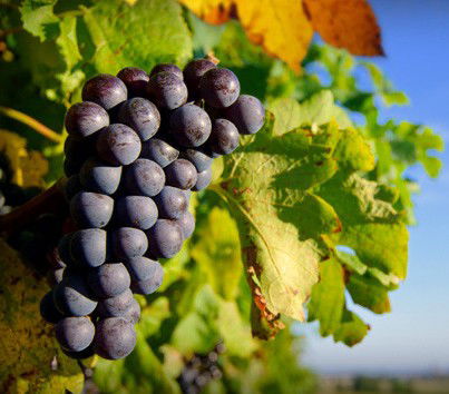 Cradoc TAS SA Accommodation