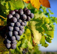 Panorama Vineyard - SA Accommodation