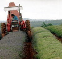 Bridestowe Lavender Farm - SA Accommodation