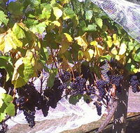 Palmara Vineyard - SA Accommodation