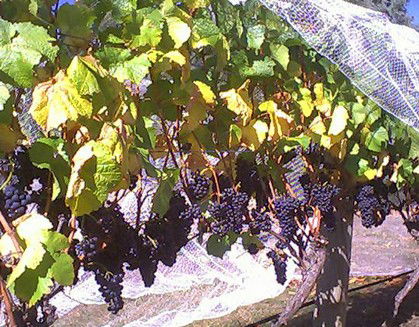 Palmara Vineyard - SA Accommodation 0