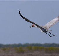 Gayngaru Wetlands Interpretive Walk - SA Accommodation