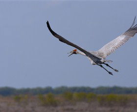 Gayngaru Wetlands Interpretive Walk - SA Accommodation 0