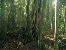Beechmont QLD SA Accommodation