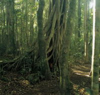 Lamington National Park Binna Burra Section - SA Accommodation