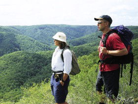Sunshine Coast Hinterland Great! Walk - SA Accommodation 0