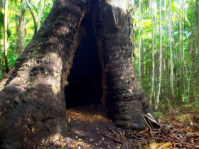 Tewantin National Park - SA Accommodation 0