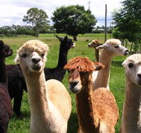 Banyandah Alpacas - SA Accommodation