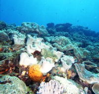 Mudjimba Old Woman Island Dive Site - SA Accommodation
