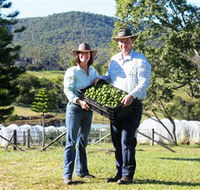 Hinterland Feijoas - SA Accommodation