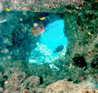 Michaelmas Cay Dive Site - SA Accommodation