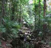 Mossman Gorge Rainforest Circuit Track Daintree National Park - SA Accommodation
