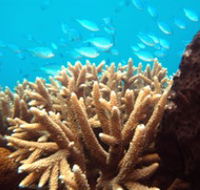 Normanby Reef - SA Accommodation