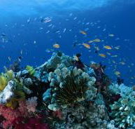 Steve's Bommie Dive Site - SA Accommodation