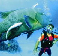 Cod Hole Dive Site - SA Accommodation