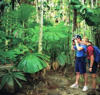 Mount Sorrow Ridge Trail Daintree National Park - SA Accommodation