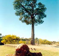 Robbers Tree - SA Accommodation