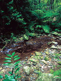 Wompoo Walk - SA Accommodation 0