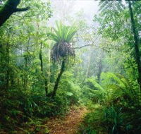 Lamington National Park Green Mountains Section - SA Accommodation