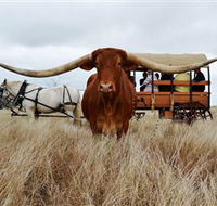 Texas Longhorn Wagon Tours and Safaris - SA Accommodation