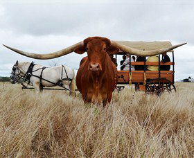 Texas Longhorn Wagon Tours And Safaris - SA Accommodation 0