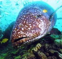 Lady Musgrave Island Dive Sites - SA Accommodation