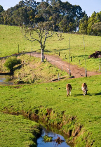 Maleny Dairies - SA Accommodation 6